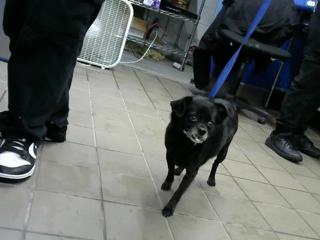 Blackie - Chihuahua