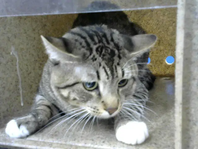 Harvey - Domestic Short Hair