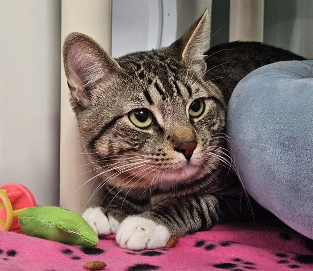 Harvey - Domestic Short Hair