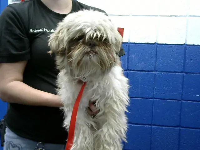 Jeffery - Shih Tzu