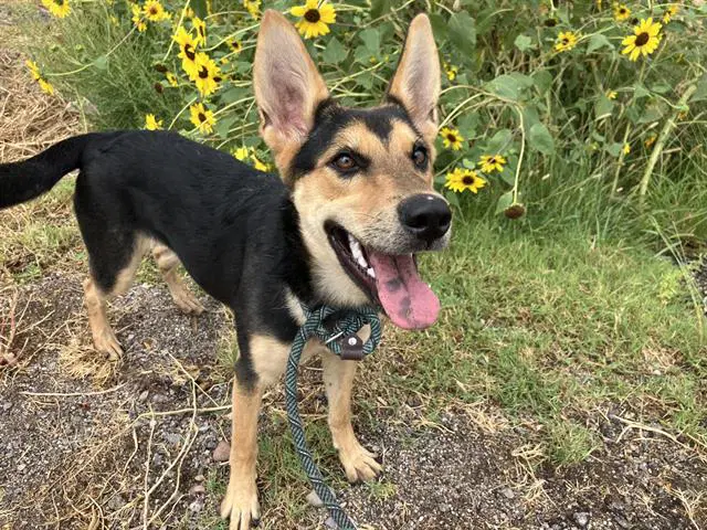 Bea - German Shepherd Dog
