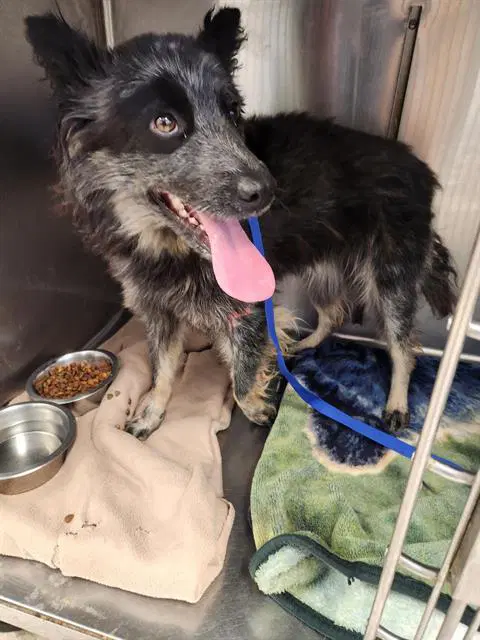 Lacey - Australian Cattle Dog/Blue Heeler