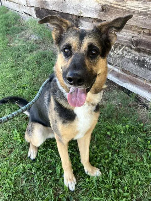 Chester - German Shepherd Dog
