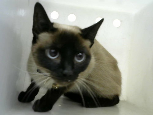SUKI, a cat for adoption from Albuquerque Animal Services - Eastside