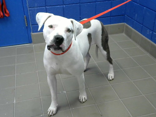 ELLA, a dog for adoption from Albuquerque Animal Services - Eastside