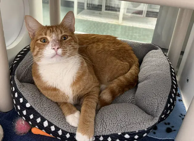 Lewis - Domestic Short Hair