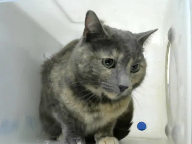 Phantom - Domestic Short Hair
