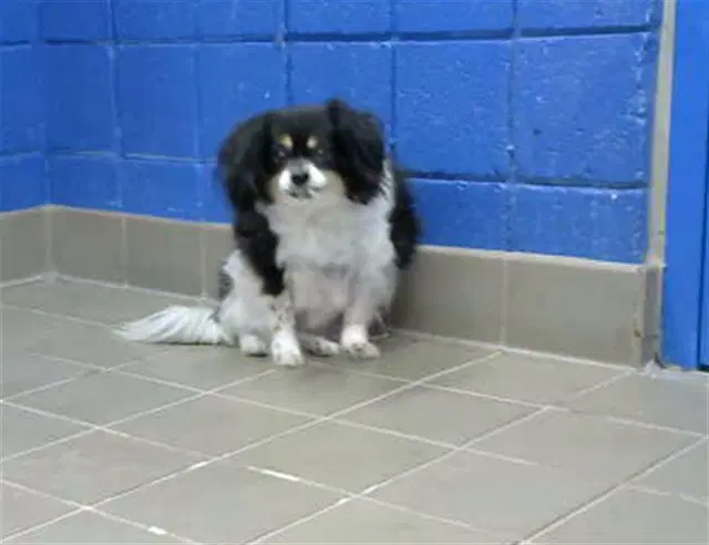 Oreo - Cavalier King Charles Spaniel