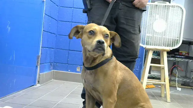 Gia - Pit Bull Terrier