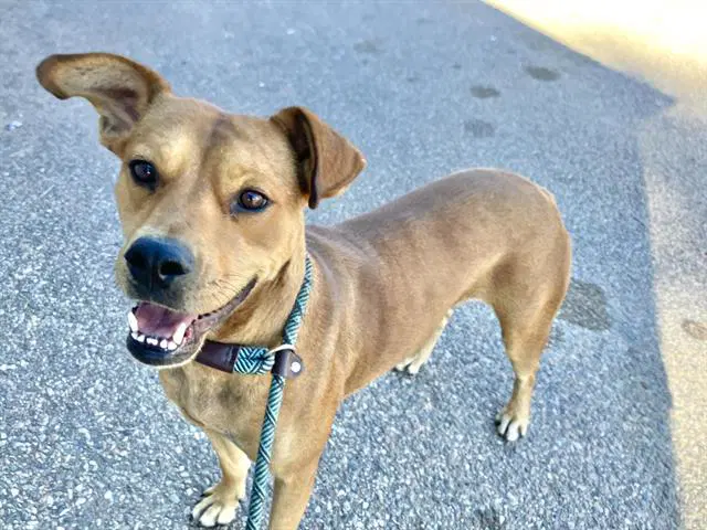 Gia - Pit Bull Terrier
