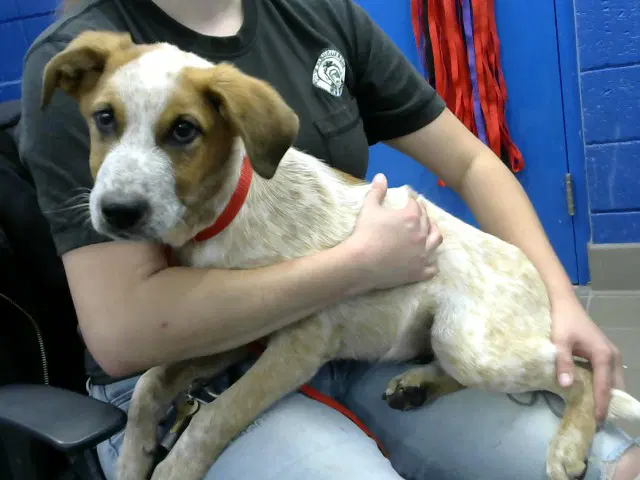 Merlin - Queensland Heeler
