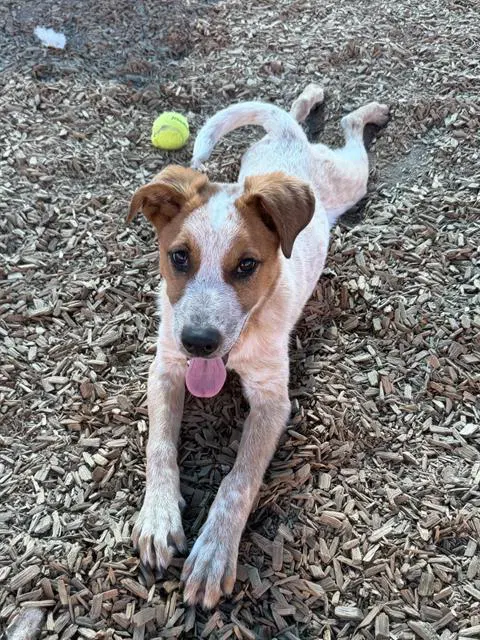 Merlin - Queensland Heeler