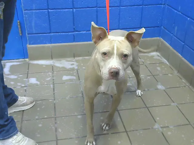 Milkyway - American Pit Bull Terrier