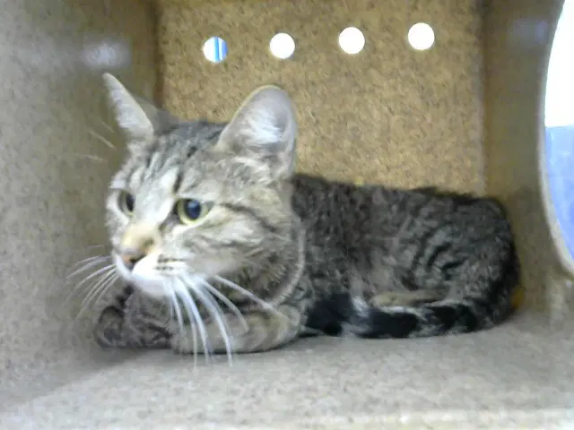 Tiffany - Domestic Medium Hair