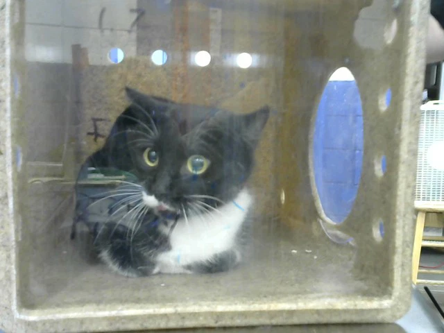 Henery