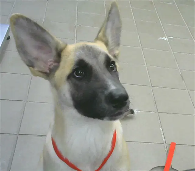 Magna - German Shepherd Dog
