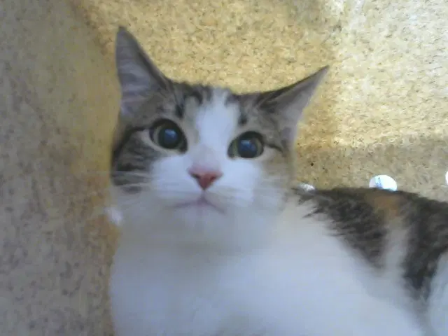Mercedes - Domestic Short Hair