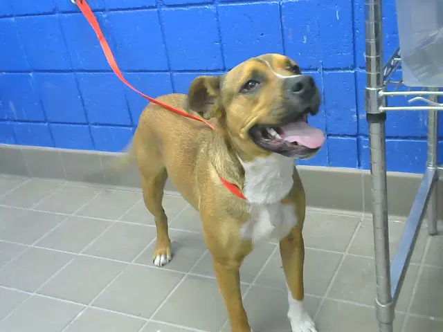 Browny - American Pit Bull Terrier