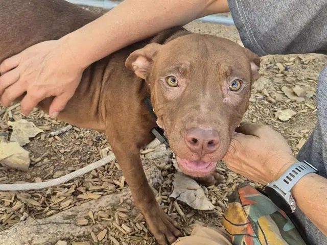 Spring - American Pit Bull Terrier