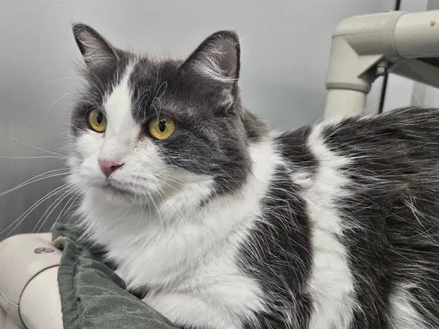 Ember - Domestic Long Hair