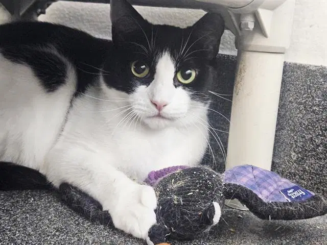 Japan - Domestic Short Hair