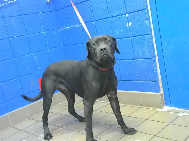 Ben - Mastiff