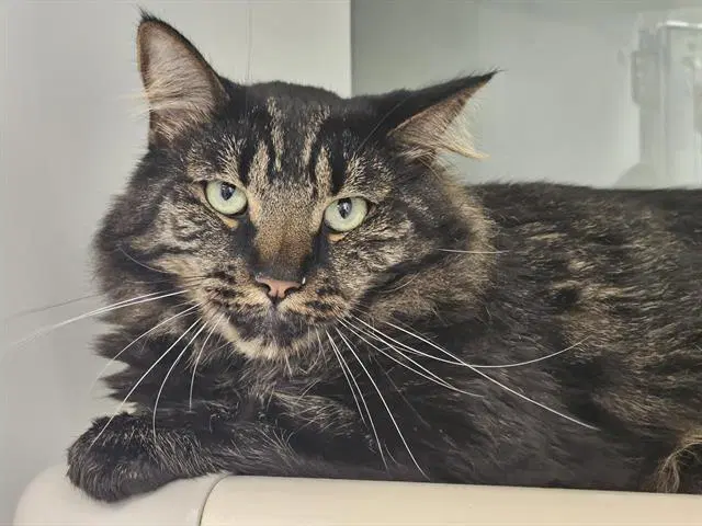 Charlie - Domestic Medium Hair