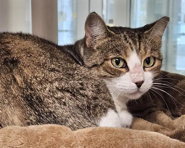 Riley - Domestic Short Hair