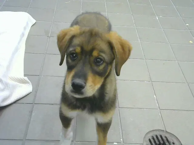Gina - German Shepherd Dog