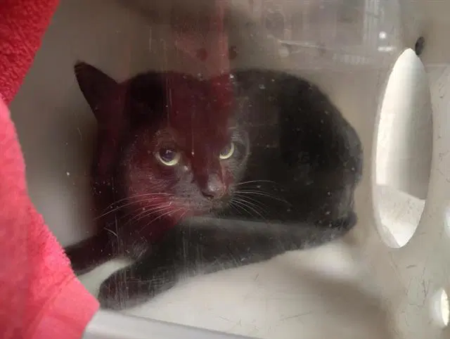 Pizzazz - Domestic Short Hair