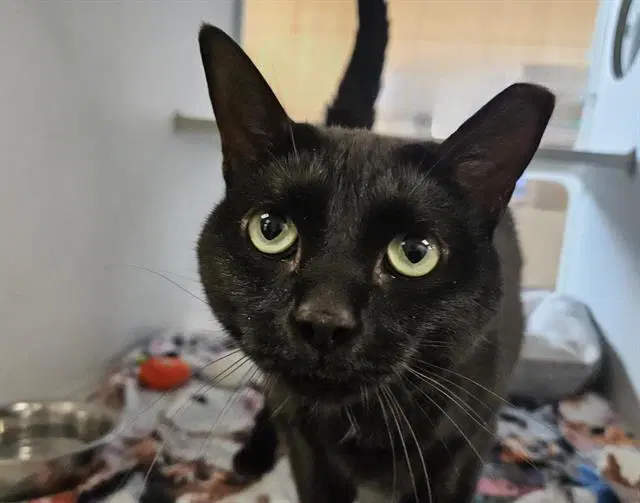 Pizzazz - Domestic Short Hair