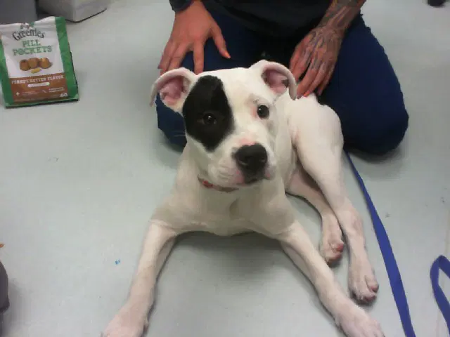Peanut Butter - Pit Bull Terrier
