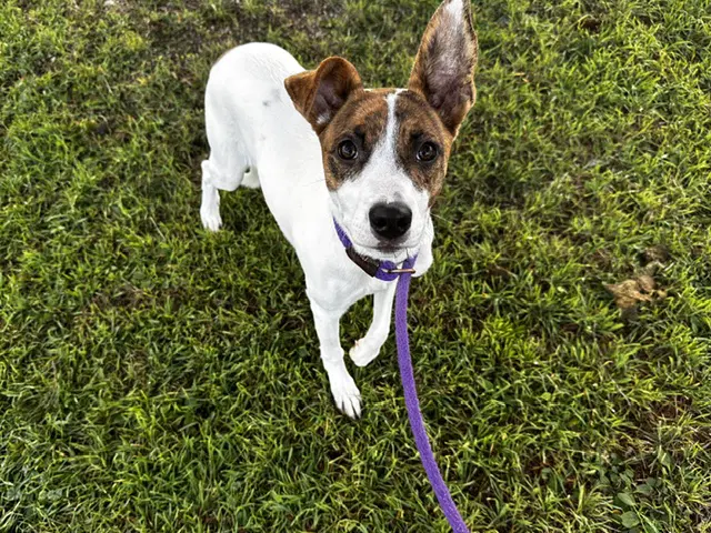 Dreamy - Jack Russell Terrier (Parson Russell Terrier)