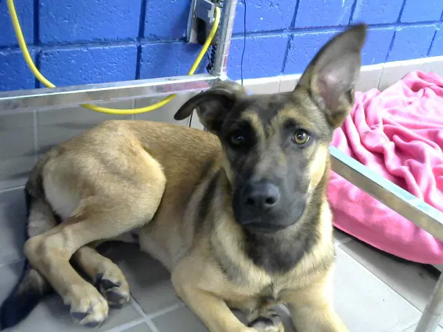 Goose - Belgian Shepherd Malinois