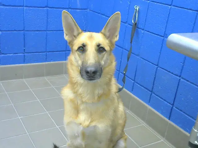 Marble - German Shepherd Dog