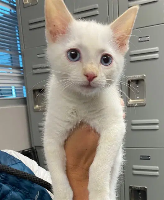 Bluey - Domestic Short Hair