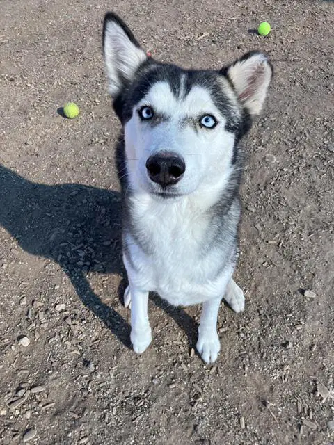 Nena - Siberian Husky