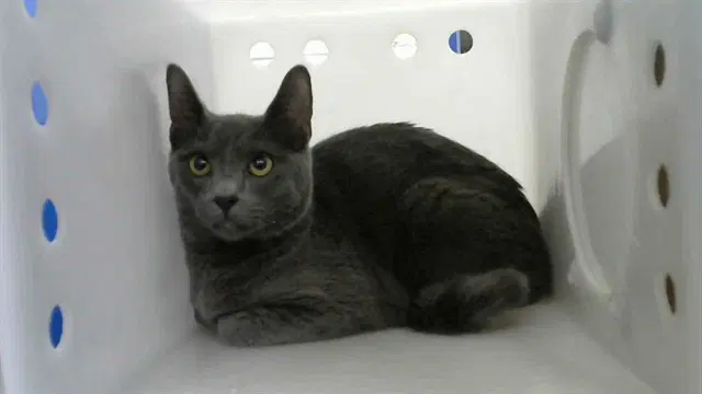 Shadow - Domestic Short Hair