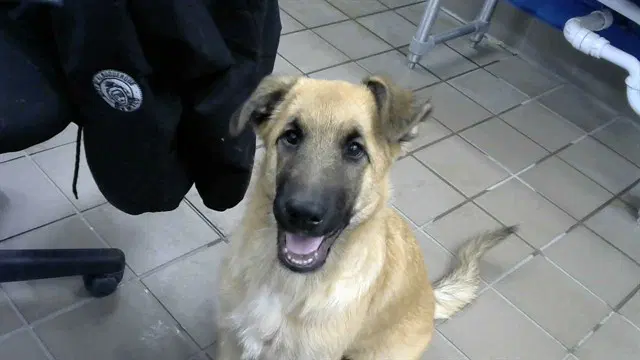 Game - German Shepherd Dog