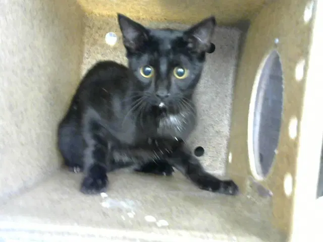 Rocko - Domestic Short Hair