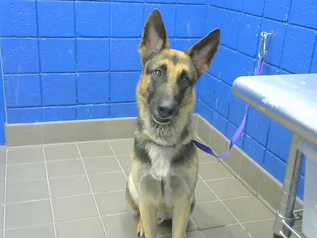 Fenrir - German Shepherd Dog