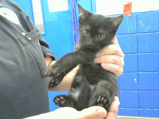 Roger - Domestic Short Hair