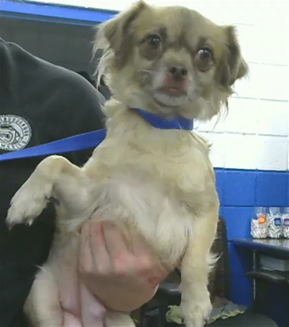 Madame Suliman - Chihuahua