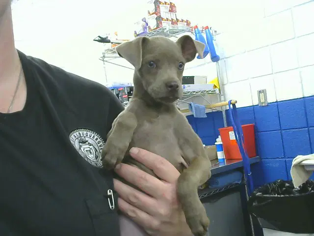 Witch Of The Waste - Chihuahua