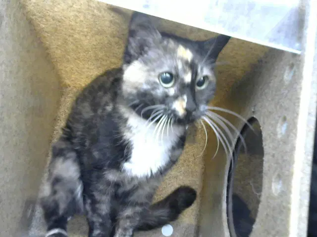 Katness - Domestic Short Hair