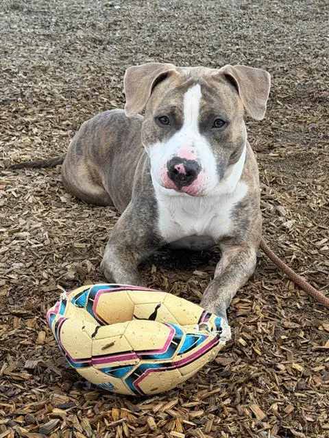 Hero - American Pit Bull Terrier