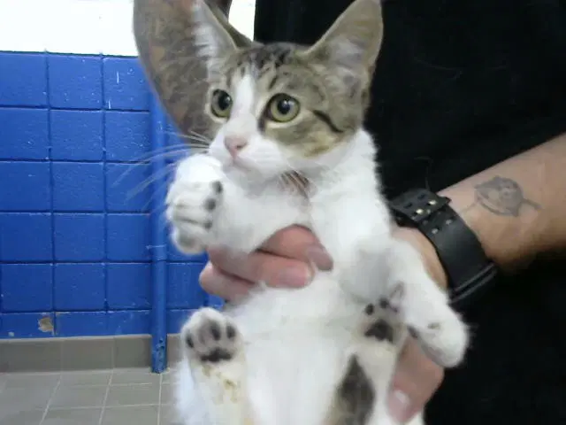 Petunia - Domestic Short Hair