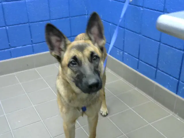 Puddle - German Shepherd Dog
