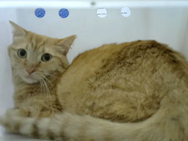 Dayan - Domestic Short Hair
