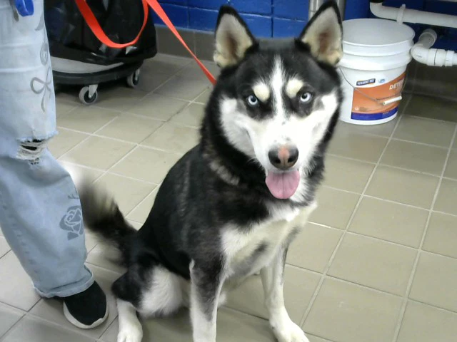 Loki